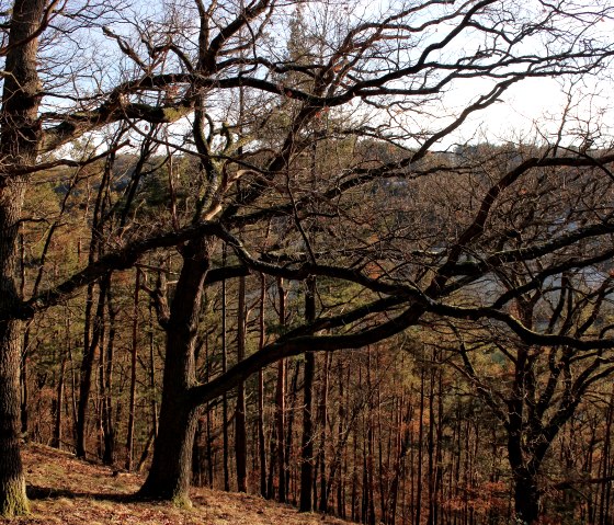 Durch den herbstlichen Wald