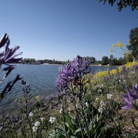 Seepark Zülpich, Blumen am Wasser, © Seepark Zülpich