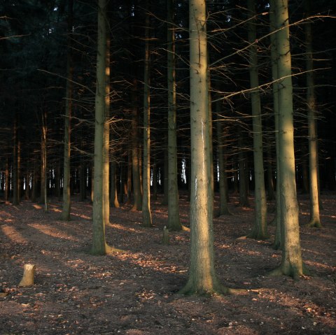 Blick in die Tiefen des Hürtgenwaldes