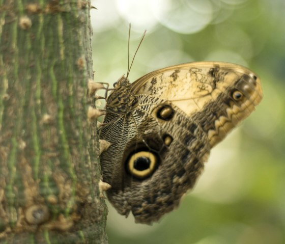 Schmetterling1, © Eifalia