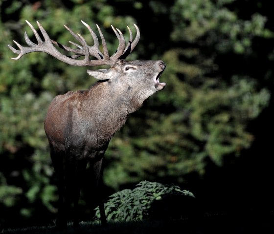 Hirsch im Wildpark Schmidt, © Johannes Höhn