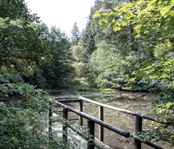 Steg am Teich, EifelSpur Wildnispfad, © Nordeifel Tourismus GmbH