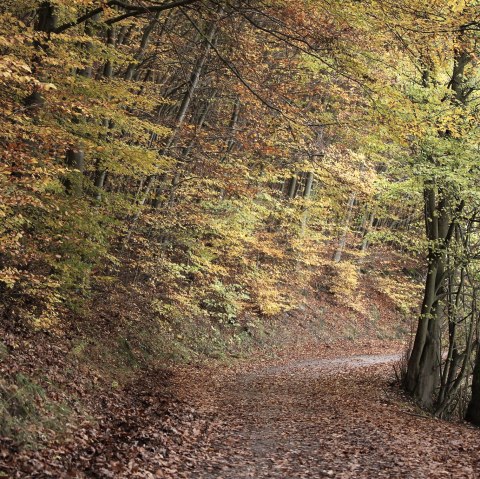 Herbst im Nationalpark Eifel