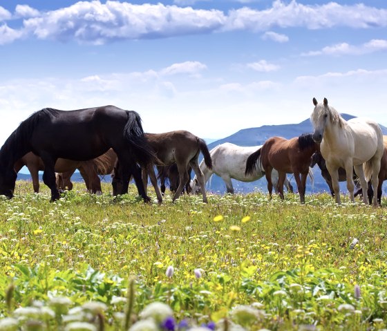 Pferde, © Freepik