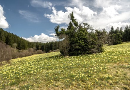 Blühende Narzissenwiese im Oleftal, © Eifel Tourismus GmbH, Dominik Ketz