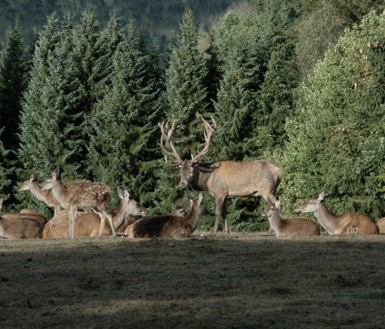 Hirsche im Wildfreigehege, © 'Hubertus Holtmeier/ Greifvogelstation Hellenthal