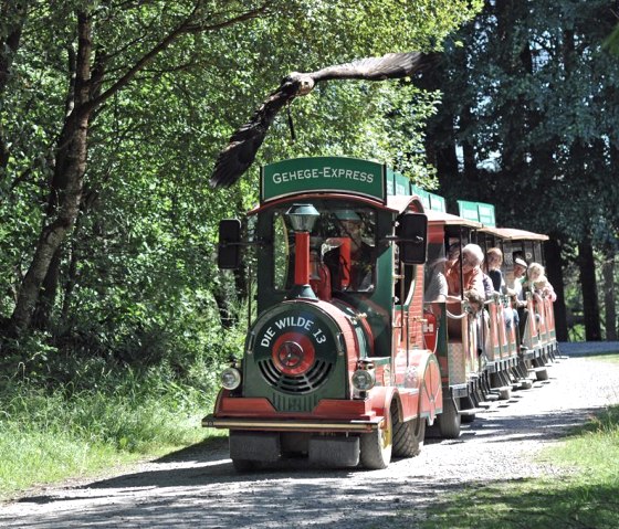 Wildfreigehegeexpress, © Nordeifel Tourismus GmbH & Juigendherberge Hellenthal