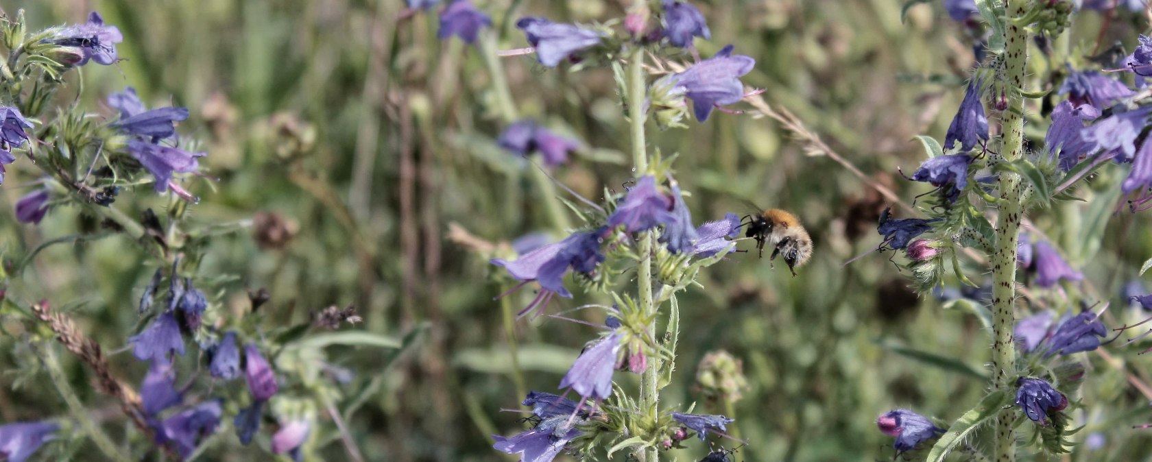 Hummel im Anflug, © Dennis Winands