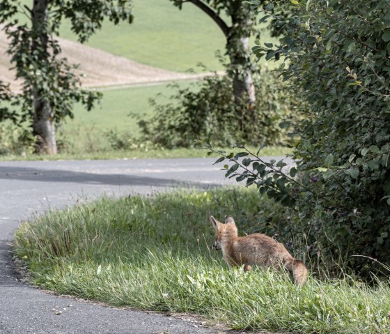 Fox encounter, Eifelspur sun, moon and stars, © Nordeifel Tourismus