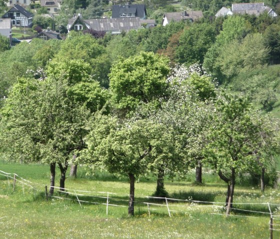 Fruit tree care, © Naturzentrum Nettersheim