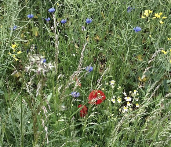 Bei uns in  gibt es noch Kornblunen u. Klatschmohn