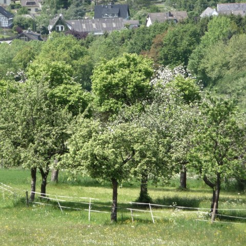 Fruit tree care, © Naturzentrum Nettersheim