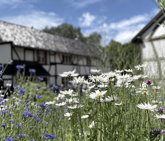 image00006, © Nordeifel Tourismus GmbH & Ferienwohnung Sternengarten Eifel