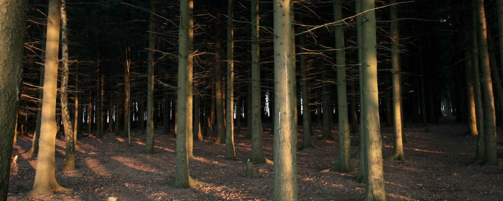 Blick in die Tiefen des Hürtgenwaldes