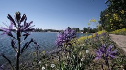 Seepark Zülpich, Blumen am Wasser, © Seepark Zülpich