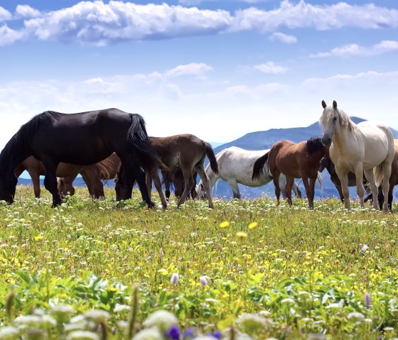 Horses, © Freepik