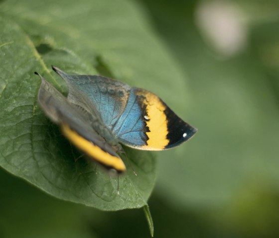 Schmetterling4, © Eifalia