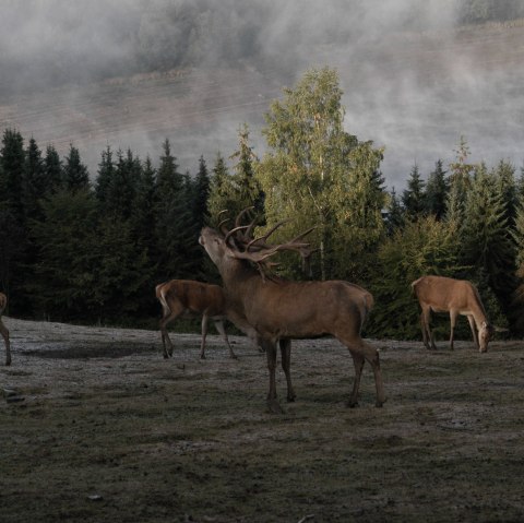 Hubertusnacht im Wildfreigehege Hellenthal, © GREIFVOGELSTATION & WILDFREIGEHEGE