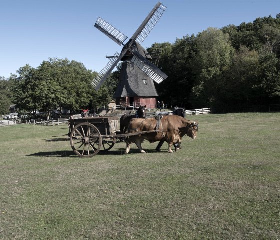 Ochsengespann, © LVR-Freilichtmuseum Kommern/  Hans-Theo Gerhards