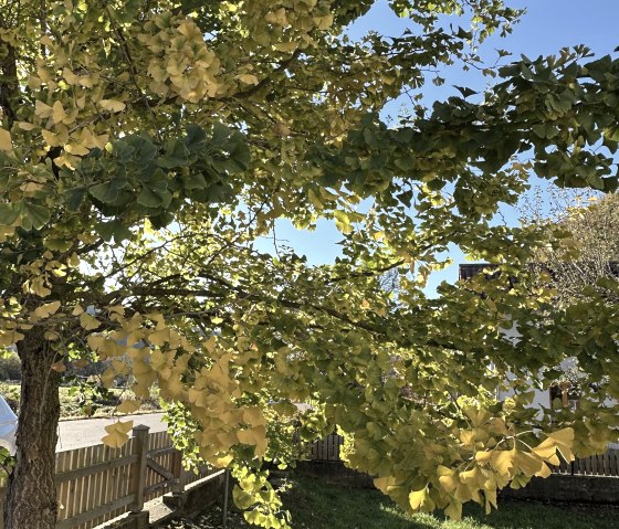 Ginkgo im Farbrausch, © Nordeifel Tourismus GmbH & Ferienhaus Ginkgo Biloba