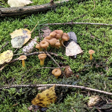 Pilze im Wald, © Sandra Noßmann