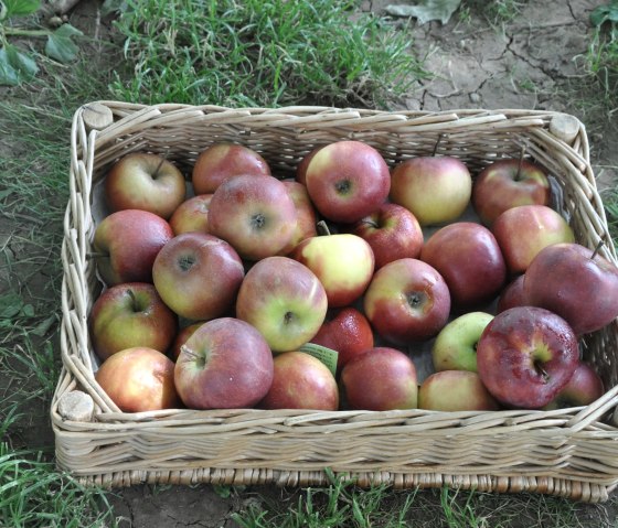 Fruit variety identification, © Eifelgemeinde Nettersheim